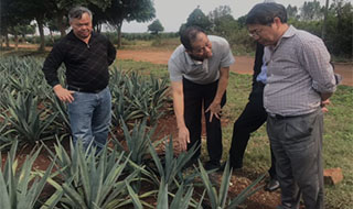 “中國劍麻之鄉(xiāng)”湛江農(nóng)墾，積極創(chuàng)建國家現(xiàn)代農(nóng)業(yè)產(chǎn)業(yè)園