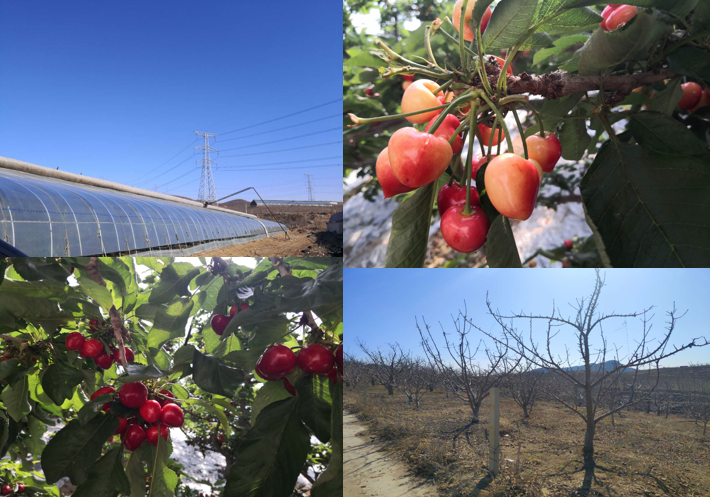 依托海參和大櫻桃兩大優(yōu)勢特色產業(yè)，瓦房店市開啟創(chuàng)建國家現代農業(yè)產業(yè)園新篇章