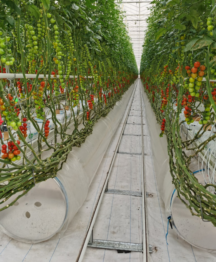 依托非耕地高效設(shè)施農(nóng)業(yè)，民樂縣著力打造特色戈壁農(nóng)業(yè)國家現(xiàn)代農(nóng)業(yè)產(chǎn)業(yè)園