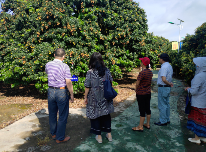 龔州大地，龍眼飄香-平南現(xiàn)代農(nóng)業(yè)正釋放科技創(chuàng)新活力