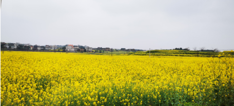 壯大特色優(yōu)勢產(chǎn)業(yè)，栗江鎮(zhèn)創(chuàng)建國家農(nóng)業(yè)產(chǎn)業(yè)強(qiáng)鎮(zhèn)可期