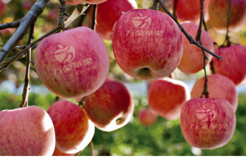 依托蘋果和香菇兩大特色優(yōu)勢(shì)產(chǎn)業(yè)，萬榮縣積極申創(chuàng)國家農(nóng)業(yè)現(xiàn)代化示范區(qū)