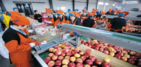 依托蘋果和香菇兩大特色優(yōu)勢(shì)產(chǎn)業(yè)，萬榮縣積極申創(chuàng)國家農(nóng)業(yè)現(xiàn)代化示范區(qū)